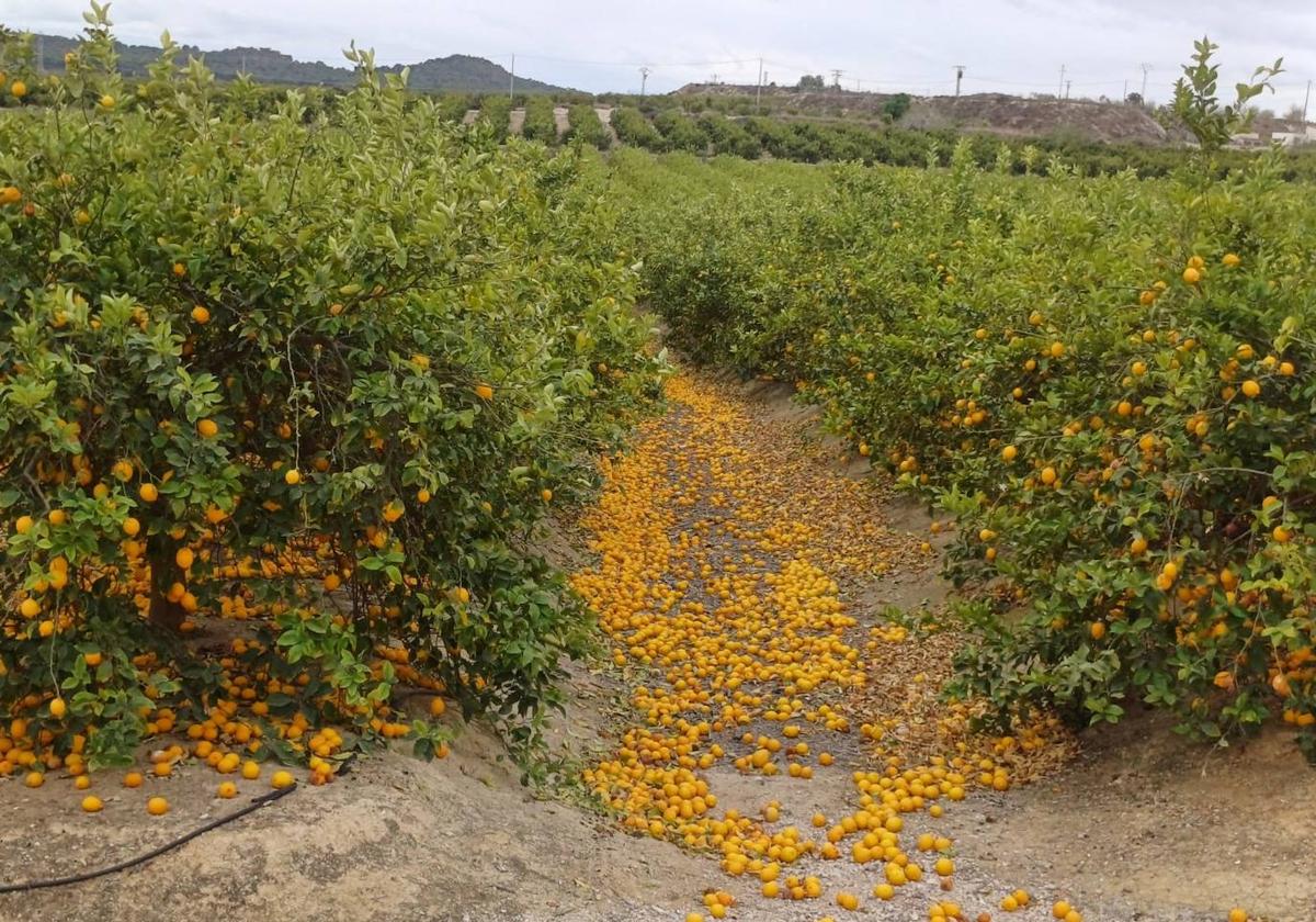 Limones en el suelo de un cultivo.