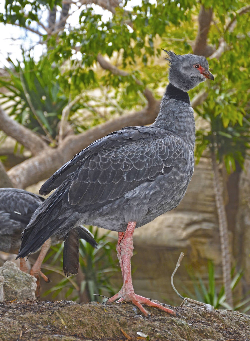 Ejemplar de chajá en Terra Natura Benidorm.