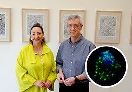 Los investigadores Ángela Nieto, y Joan Galcerán junto a una imagen de células en proceso de diferenciación.