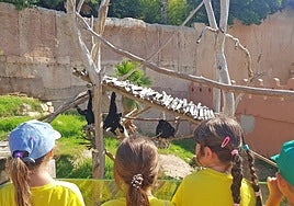 Terra Natura Benidorm abre el plazo de su escuela de verano.