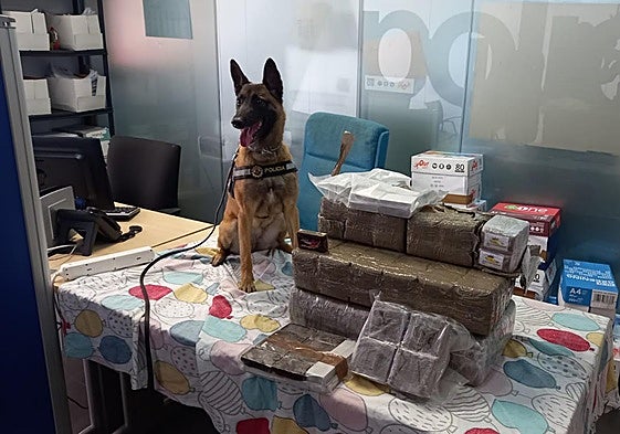 Uno de los canes de la Unidad Canina de la Policía Local de Alicante con la droga decomisada.