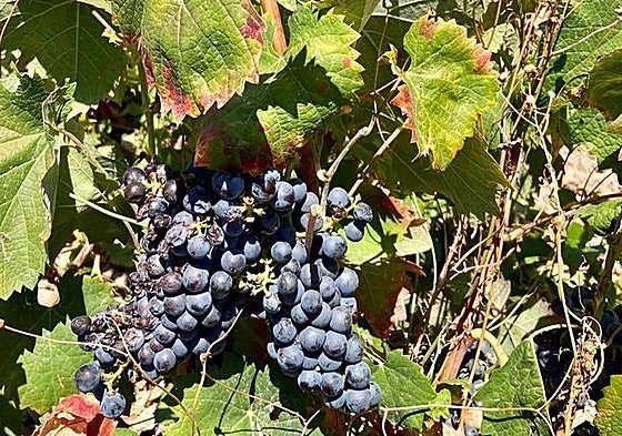 Viñedo en una finca de Alicante.