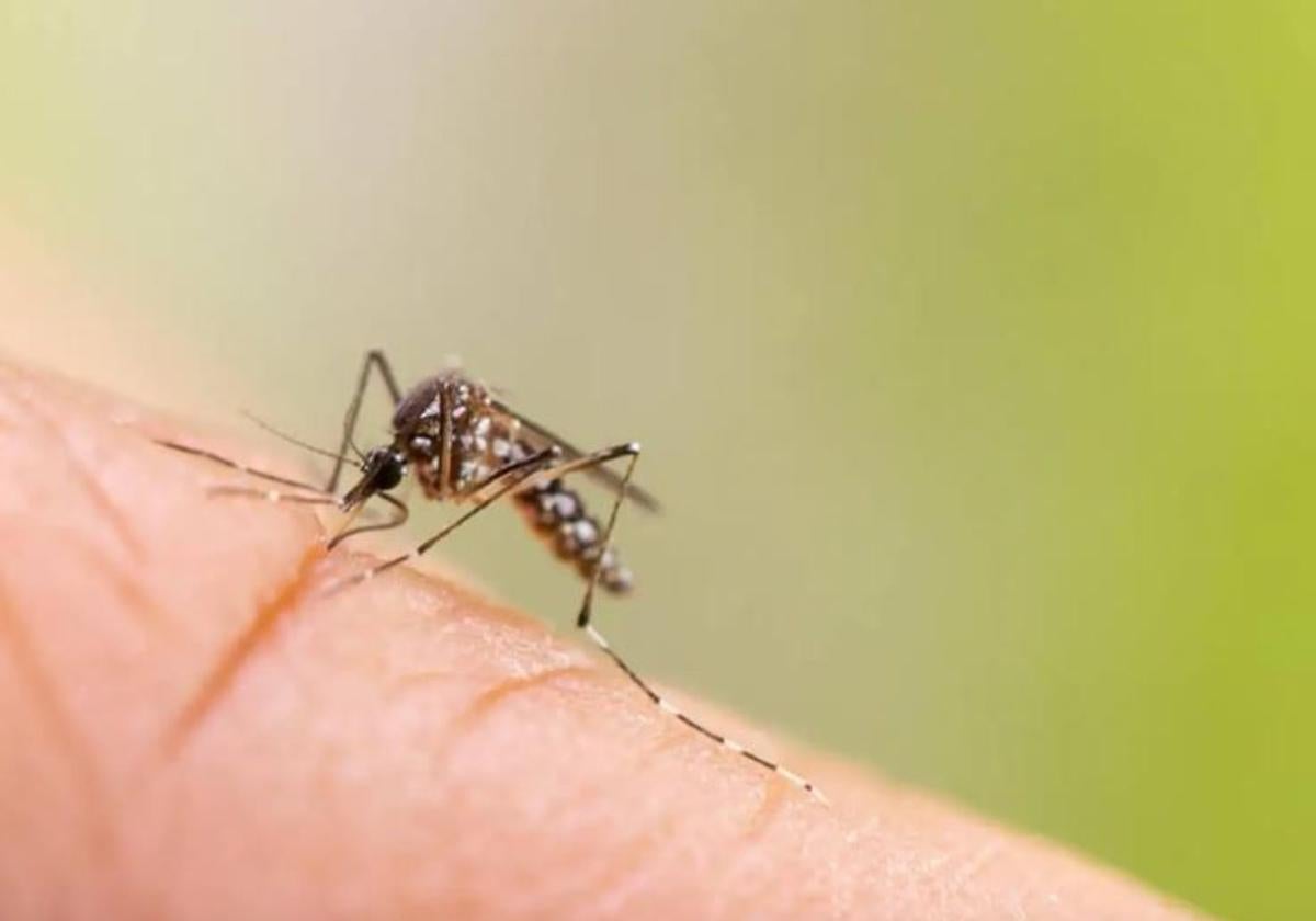 Mosquito tigre.