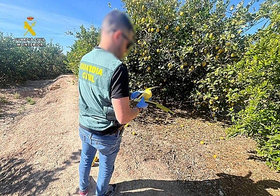 Guardia Civil en un cultivo de limones.