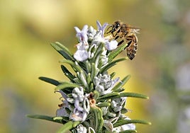 Terra Natura Benidorm impulsa la protección de especies polinizadoras en Alicante.
