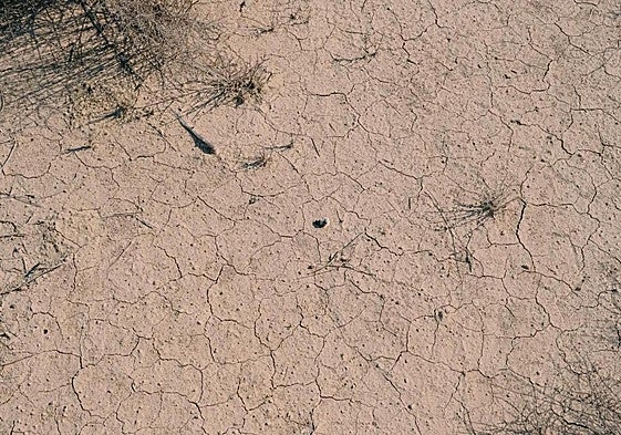 Tierra agrietada por la falta de agua.
