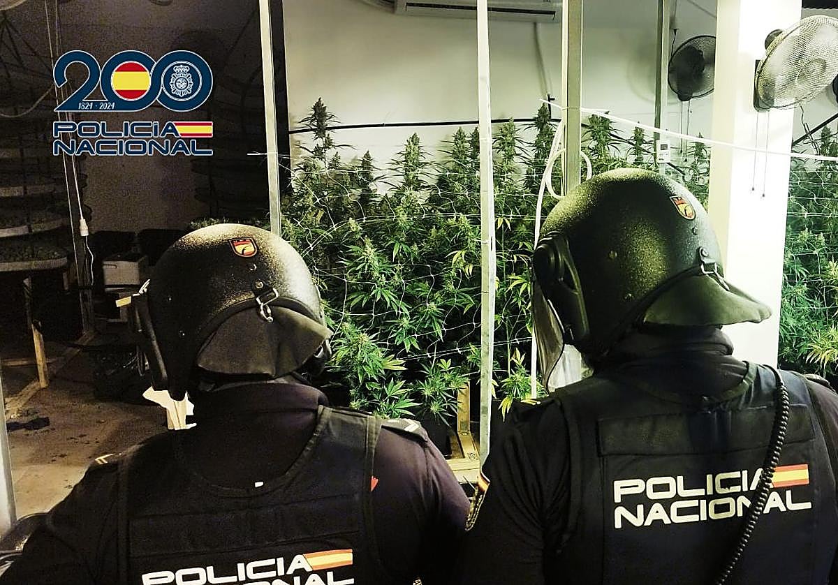 Agentes de la Policía Nacional en el interior de la vivienda donde se cultivaba marihuana.