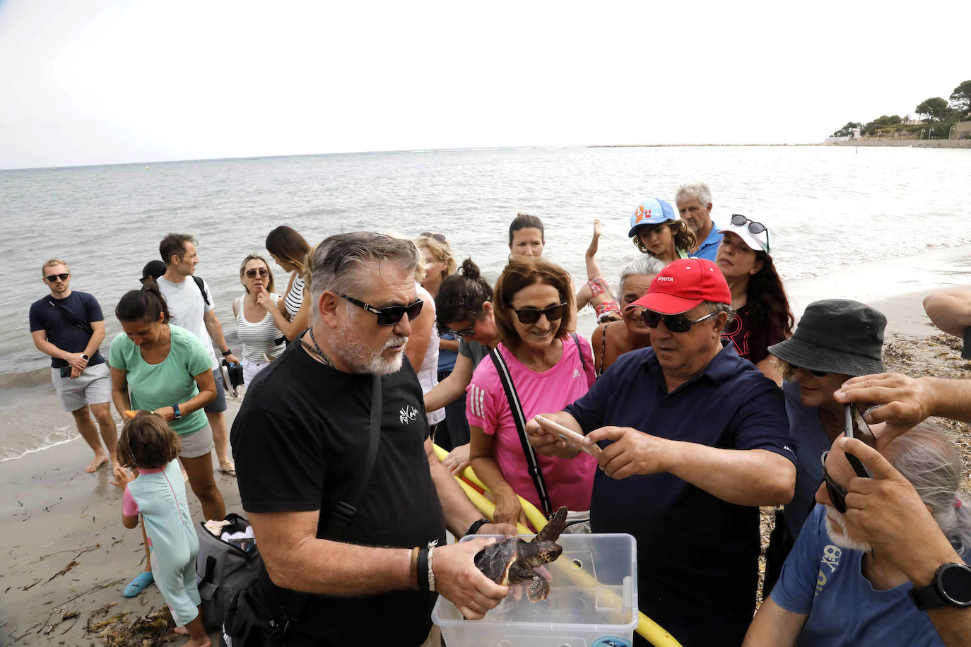 Devuelven al mar siete tortugas nacidas en un nido de Dénia el pasado verano