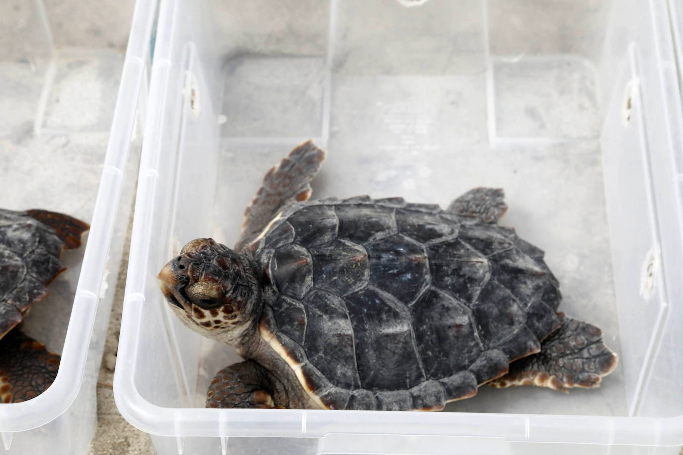 Devuelven al mar siete tortugas nacidas en un nido de Dénia el pasado verano