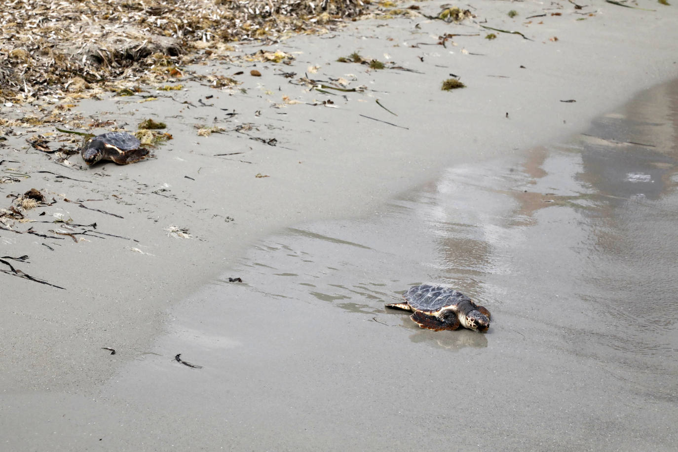 Devuelven al mar siete tortugas nacidas en un nido de Dénia el pasado verano