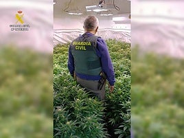 Marihuana cultivada dentro de una casa.