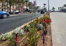 Las nuevas especies plantadas en el Paseo del Puerto.