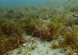 Imagen de un fondo colonizado por okamurae en la bahía de Alicante.