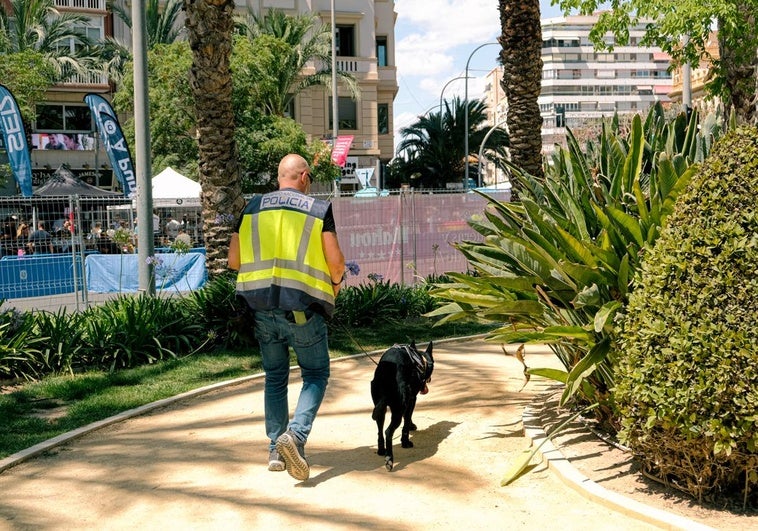 Imágenes del trabajo de la Unida de Guías Caninos de la Policía Nacional de Alicante.