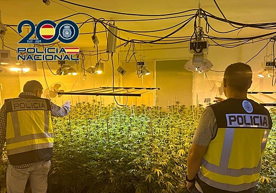 Los agentes, en la plantación descubierta en Jacarilla.