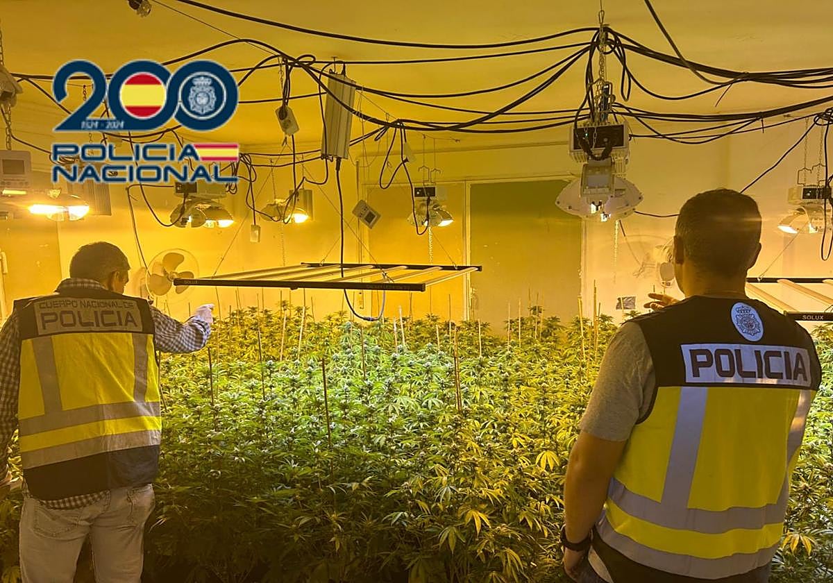 Los agentes, en la plantación descubierta en Jacarilla.