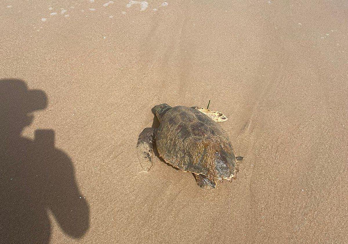 El animal en la arena.