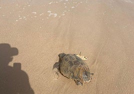 El animal en la arena.