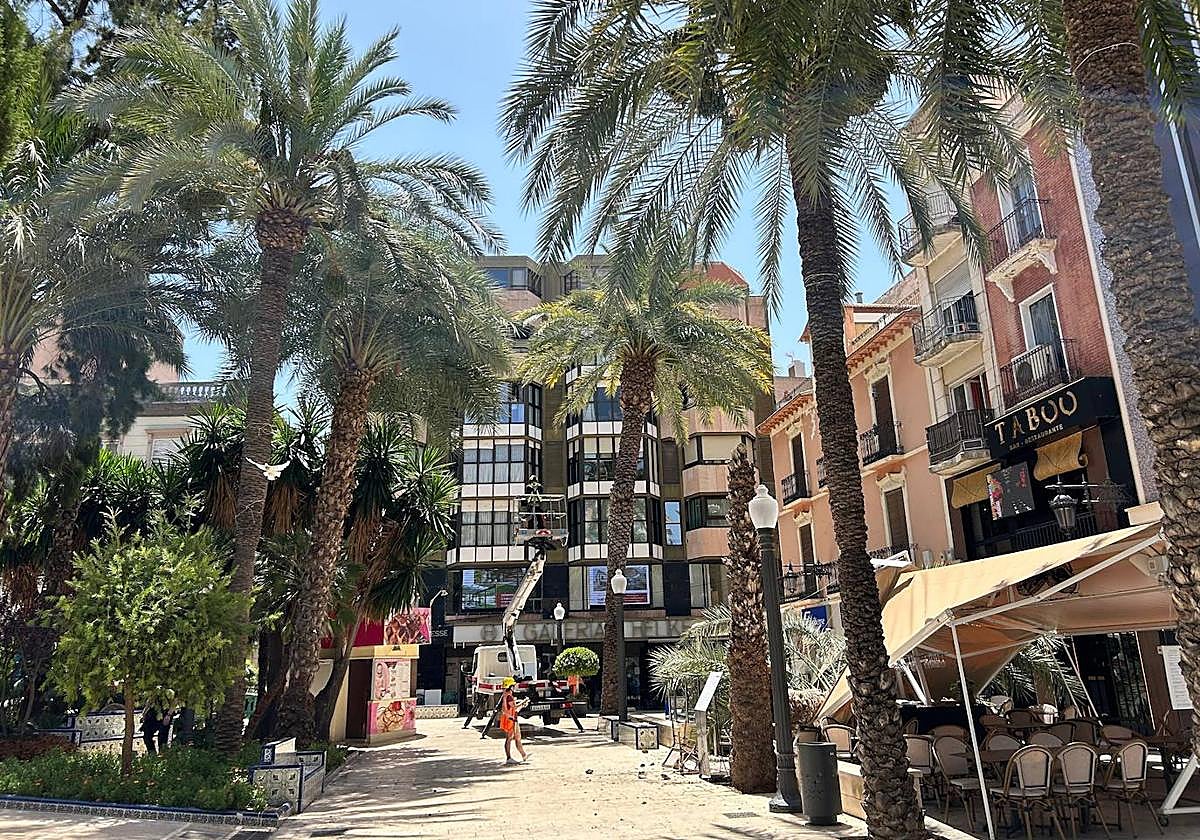 Palmera caída en La Glorieta de Elche.