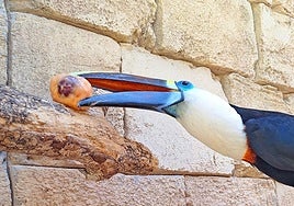 Un tucán con este clásico del verano.