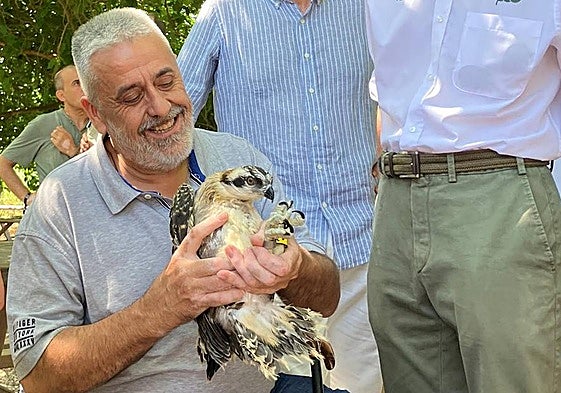 Una de las doce crías de aguila pescadora introducida en la Marjal Pego-Oliva.