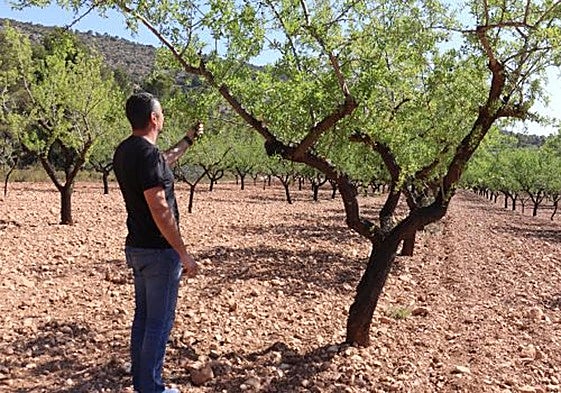 Almendros secos por la falta de lluvias.