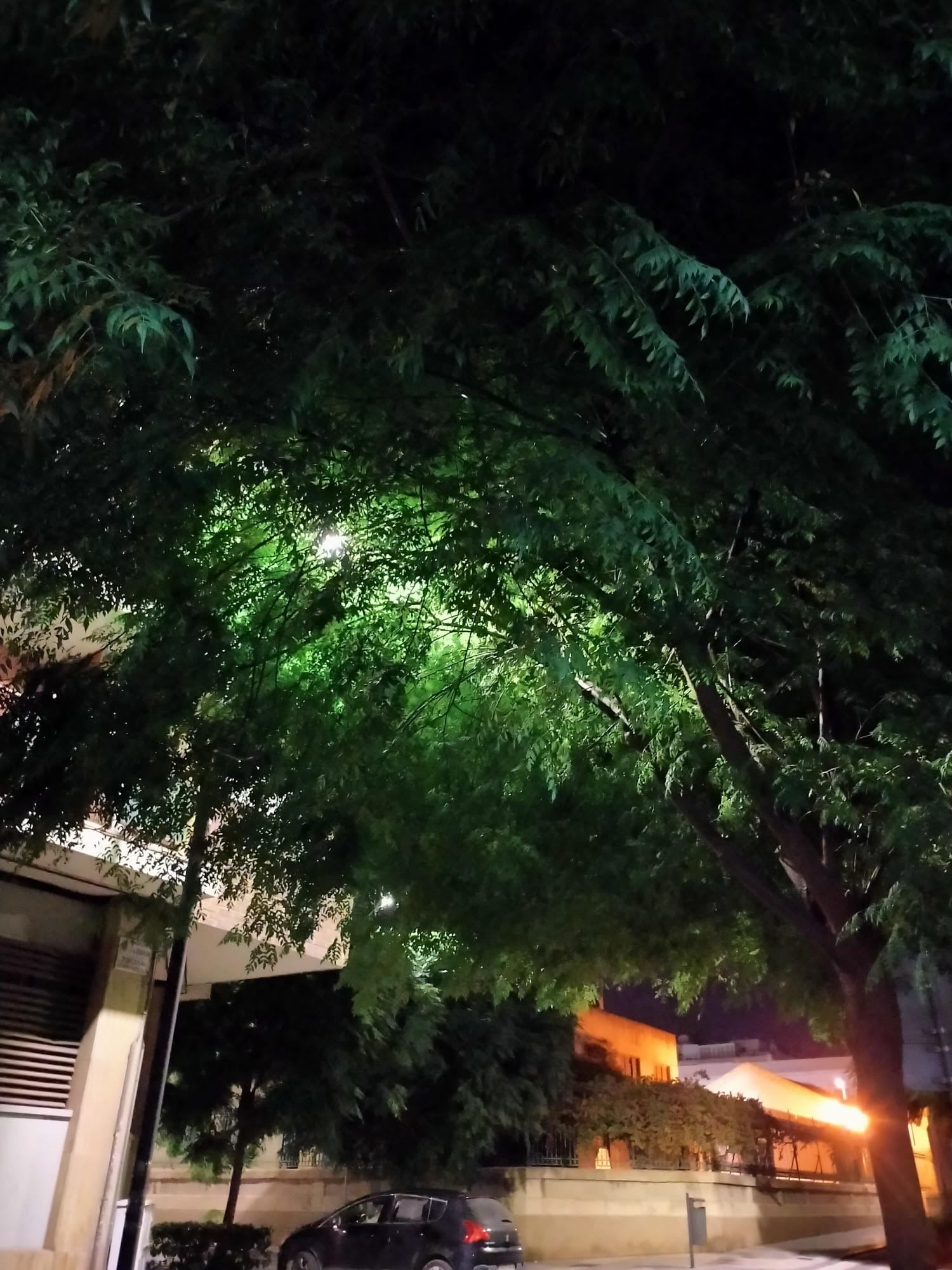 Fariola situada por encima de la copa del árbol en los alrededores de la Plaza Séneca.