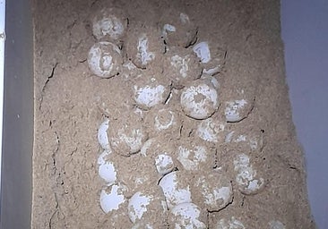 Una tortuga boba desova en la playa de La Mata en Torrevieja