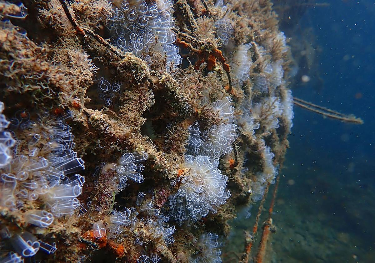 Estructuras con biodiversidad recuperada.