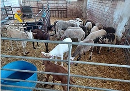 Animales en la explotación ganadera clandestina desmantelada en el Bacarot, Alicante.