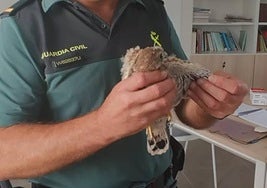 Cernícalo rescatado.