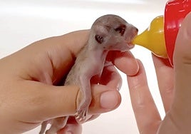 Una de las suricatas es alimentada con biberón.