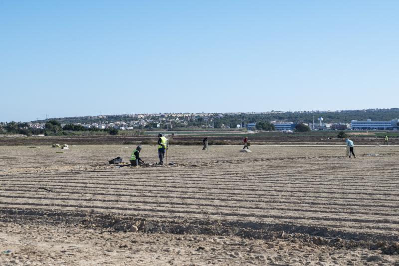 Campos de cultivo de Elche.
