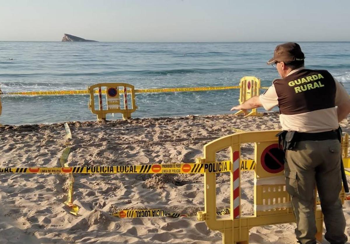 Una tortuga boba y un flamenco convierten la playa de Poniente de Benidorm en un safari