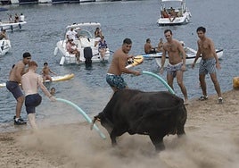 Un astado se lanza al agua durante una jornada de 'bous a la mar' en Xàbia.