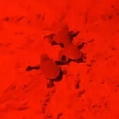 Nueva suelta de 35 tortugas bobas en la playa del Carabassí