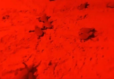 Nueva suelta de 35 tortugas bobas en la playa del Carabassí