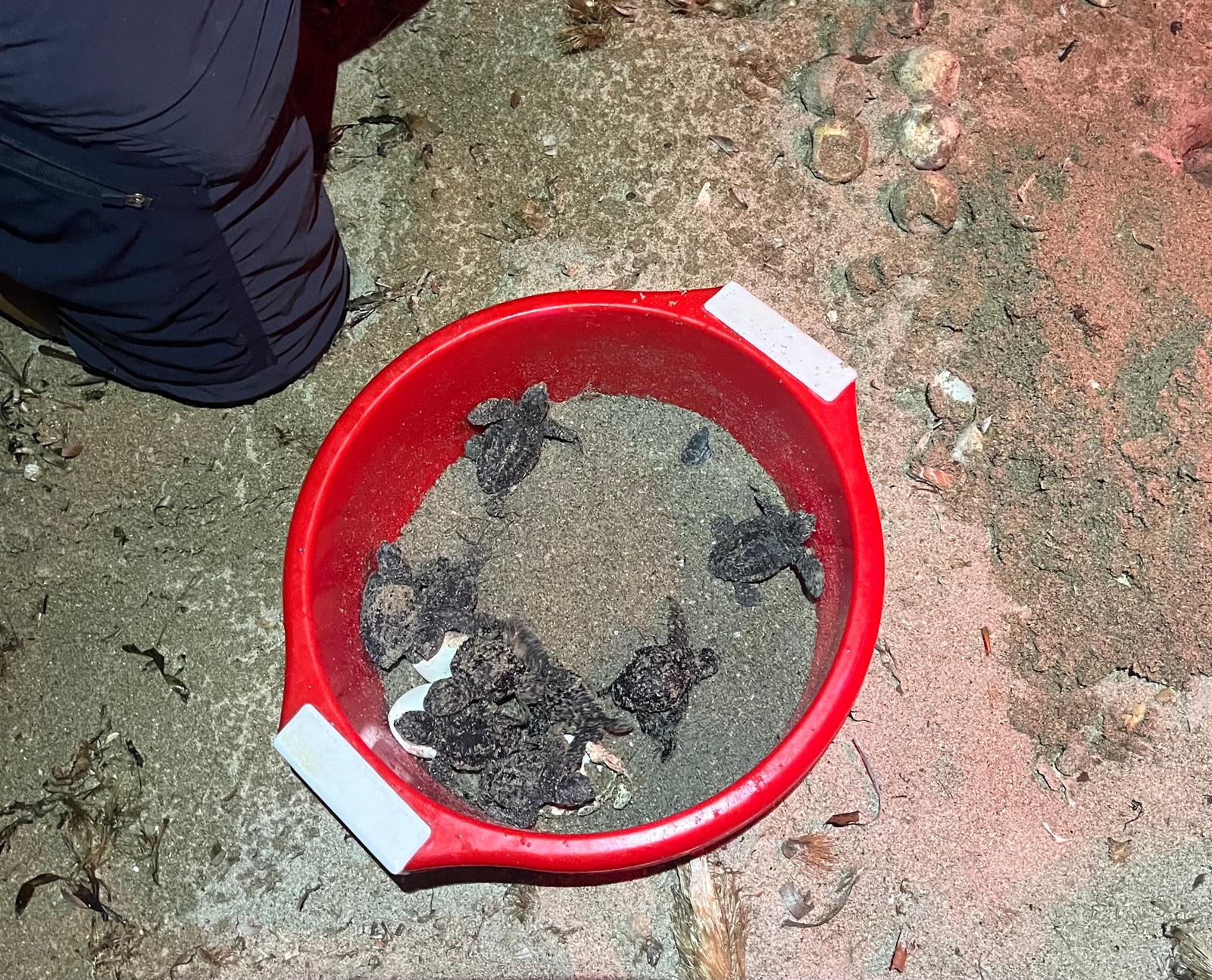 Nacen más de 100 tortugas en Dénia