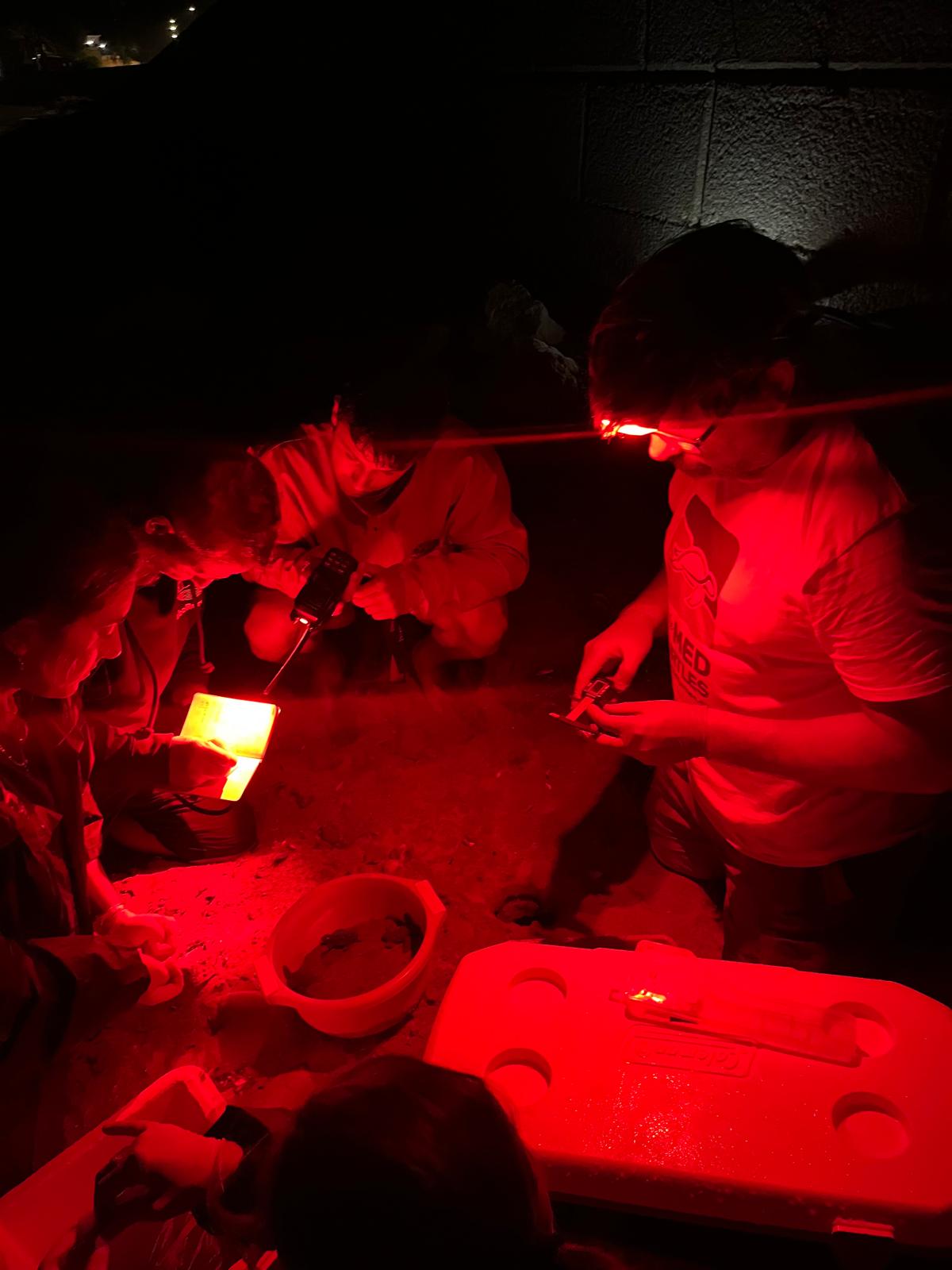 Nacen más de 100 tortugas en Dénia