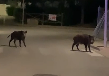 VÍDEO: Los jabalíes campan a sus anchas por una urbanización de la provincia