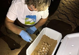 Nido de tortugas boba hallado en la Comunitat.