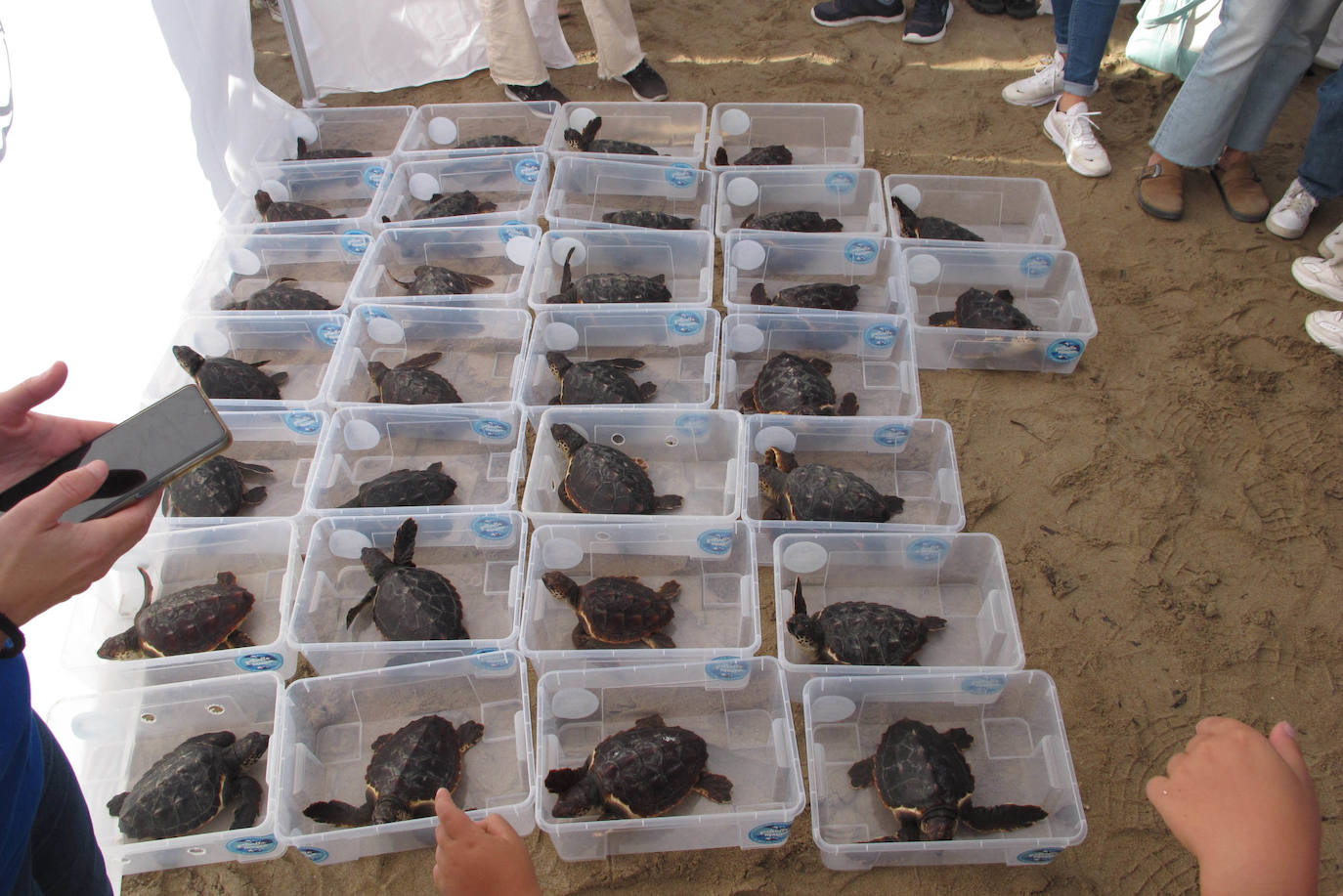 Suelta de tortugas en Dénia