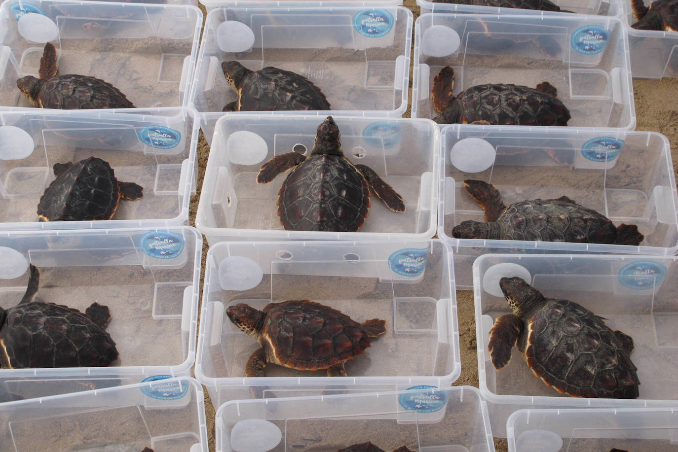 Suelta de tortugas en Dénia
