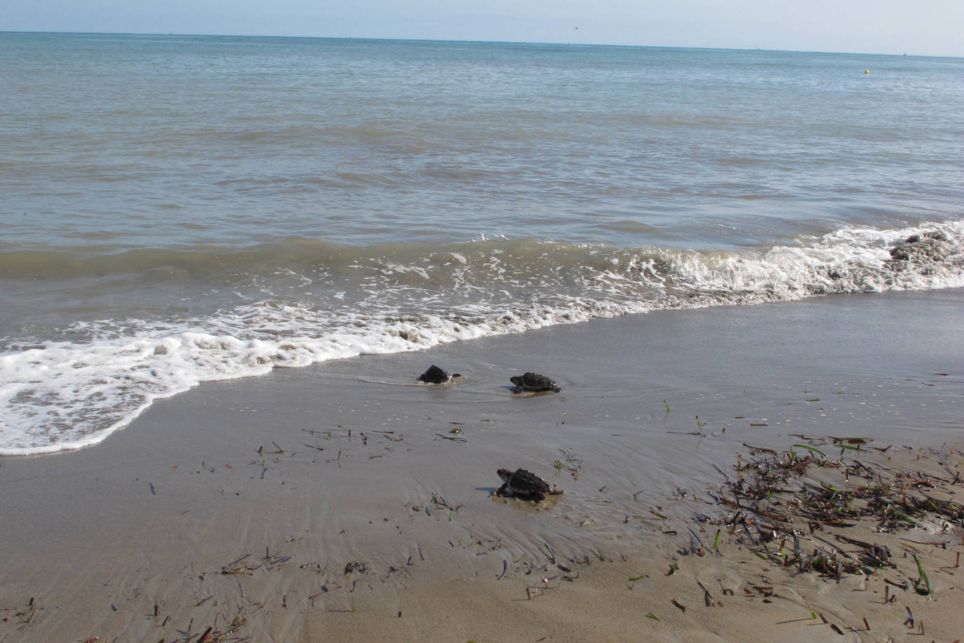 Suelta de tortugas en Dénia