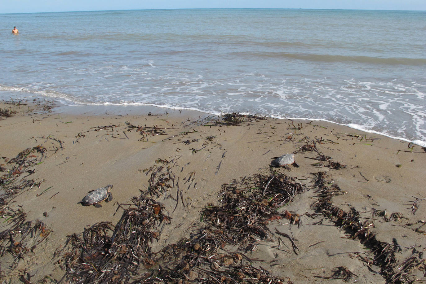 Suelta de tortugas en Dénia