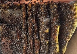 La colmena que se ocultaba dentro de un nicho.