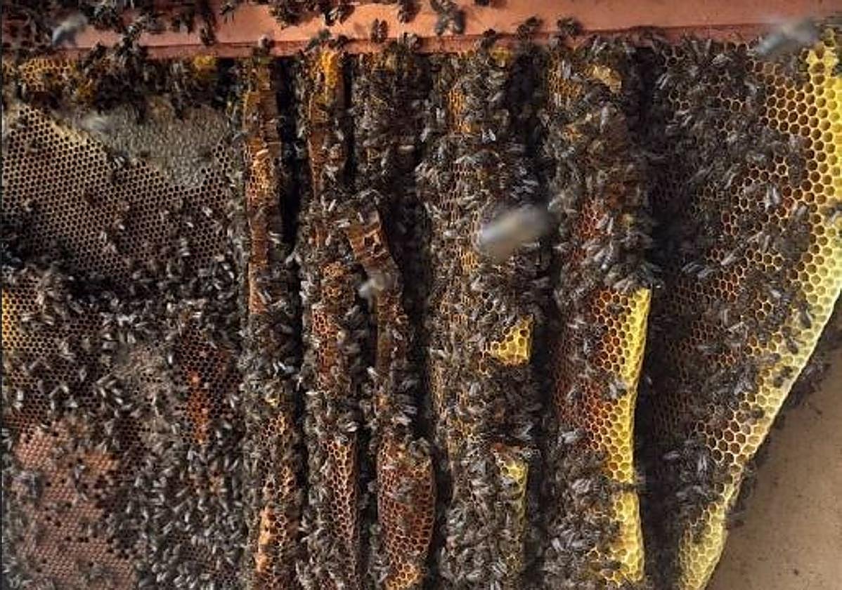 La colmena que se ocultaba dentro de un nicho.