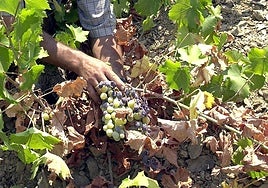 Agricultor recolectando un racimo de uvas.