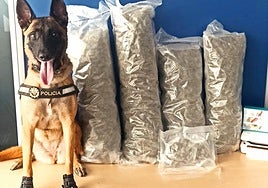 El perro de la Policía Local de Alicante con la droga decomisada.