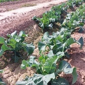 Las lluvias resucitan los cultivos de cereal en Alicante tras los recortes de agua «impuestos» en el campo